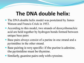 The DNA double helix:
 The DNA double helix model was postulated by James
Watson and Francis Crick in 1953.
 According to this model, two strands of deoxyribonucleic
acid are held together by hydrogen bonds formed between
unique base pairs
 Base pairs always consist of a purine in one strand and a
pyrimidine in the other strand.
 Base pairing is very specific: if the purine is adenine,
the pyrimidine must be thymine.
 Similarly, guanine pairs only with cytosine.
 