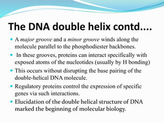 The DNA double helix contd....
 A major groove and a minor groove winds along the
molecule parallel to the phosphodiester backbones.
 In these grooves, proteins can interact specifically with
exposed atoms of the nucleotides (usually by H bonding)
 This occurs without disrupting the base pairing of the
double-helical DNA molecule.
 Regulatory proteins control the expression of specific
genes via such interactions.
 Elucidation of the double helical structure of DNA
marked the beginning of molecular biology.
 