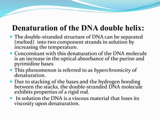 Denaturation of the DNA double helix:
 The double-stranded structure of DNA can be separated
(melted) into two component strands in solution by
increasing the temperature.
 Concomitant with this denaturation of the DNA molecule
is an increase in the optical absorbance of the purine and
pyrimidine bases
 This phenomenon is referred to as hyperchromicity of
denaturation.
 Due to stacking of the bases and the hydrogen bonding
between the stacks, the double-stranded DNA molecule
exhibits properties of a rigid rod.
 In solution the DNA is a viscous material that loses its
viscosity upon denaturation.
 