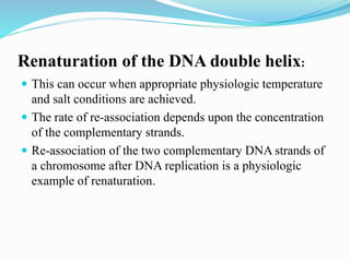Renaturation of the DNA double helix:
 This can occur when appropriate physiologic temperature
and salt conditions are achieved.
 The rate of re-association depends upon the concentration
of the complementary strands.
 Re-association of the two complementary DNA strands of
a chromosome after DNA replication is a physiologic
example of renaturation.
 