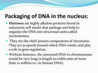 Packaging of DNA in the nucleus:
 Histones are highly alkaline proteins found in
eukaryotic cell nuclei that package and help to
organise the DNA into structural units called
nucleosomes.
 They are the chief protein components of chromatin.
They act as spools around which DNA winds, and play
a role in gene regulation.
 Without histones, the unwound DNA in chromosomes
would be very long (a length to width ratio of more
than 10 million to 1 in human DNA).
 