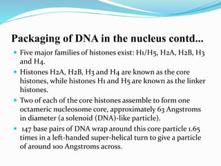 Packaging of DNA in the nucleus contd...
 Five major families of histones exist: H1/H5, H2A, H2B, H3
and H4.
 Histones H2A, H2B, H3 and H4 are known as the core
histones, while histones H1 and H5 are known as the linker
histones.
 Two of each of the core histones assemble to form one
octameric nucleosome core, approximately 63 Angstroms
in diameter (a solenoid (DNA)-like particle).
 147 base pairs of DNA wrap around this core particle 1.65
times in a left-handed super-helical turn to give a particle
of around 100 Angstroms across.
 