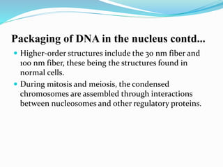 Packaging of DNA in the nucleus contd...
 Higher-order structures include the 30 nm fiber and
100 nm fiber, these being the structures found in
normal cells.
 During mitosis and meiosis, the condensed
chromosomes are assembled through interactions
between nucleosomes and other regulatory proteins.
 