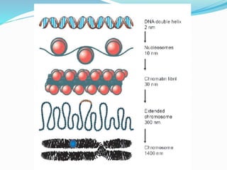 NUCLEIC ACIDS CHEMISTRY-1.pptx
