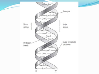 NUCLEIC ACIDS CHEMISTRY-1.pptx