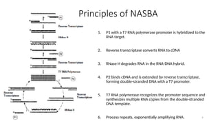 Nucleic Acid Sequence–Based Amplification (NASBA) Prospective.pptx