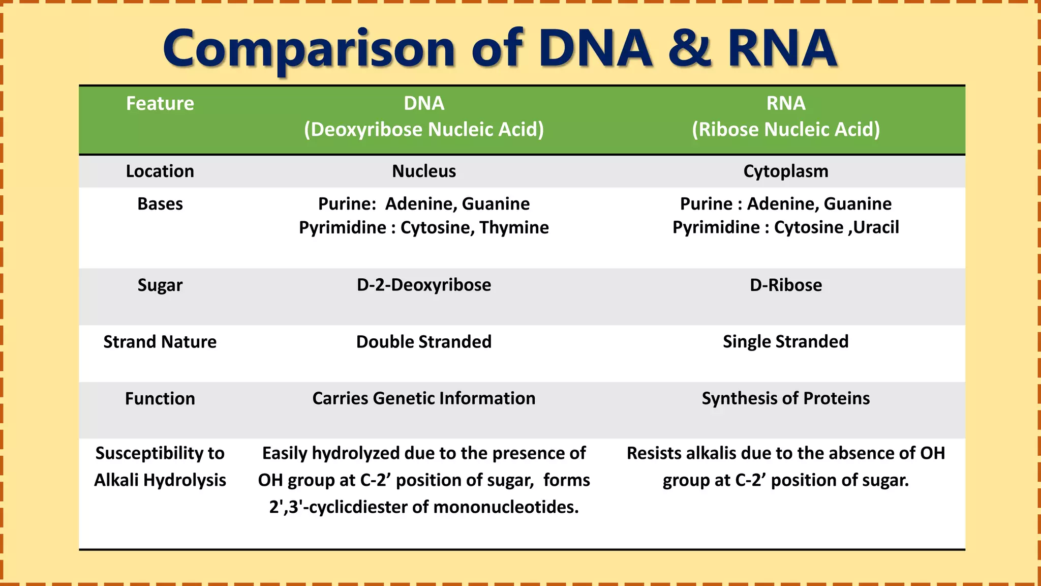 Comparison of DNA & RNA
Feature DNA
(Deoxyribose Nucleic Acid)
RNA
(Ribose Nucleic Acid)
Location Nucleus Cytoplasm
Bases Purine: Adenine, Guanine
Pyrimidine : Cytosine, Thymine
Purine : Adenine, Guanine
Pyrimidine : Cytosine ,Uracil
Sugar D-2-Deoxyribose D-Ribose
Strand Nature Double Stranded Single Stranded
Function Carries Genetic Information Synthesis of Proteins
Susceptibility to
Alkali Hydrolysis
Easily hydrolyzed due to the presence of
OH group at C-2’ position of sugar, forms
2',3'-cyclicdiester of mononucleotides.
Resists alkalis due to the absence of OH
group at C-2’ position of sugar.
 