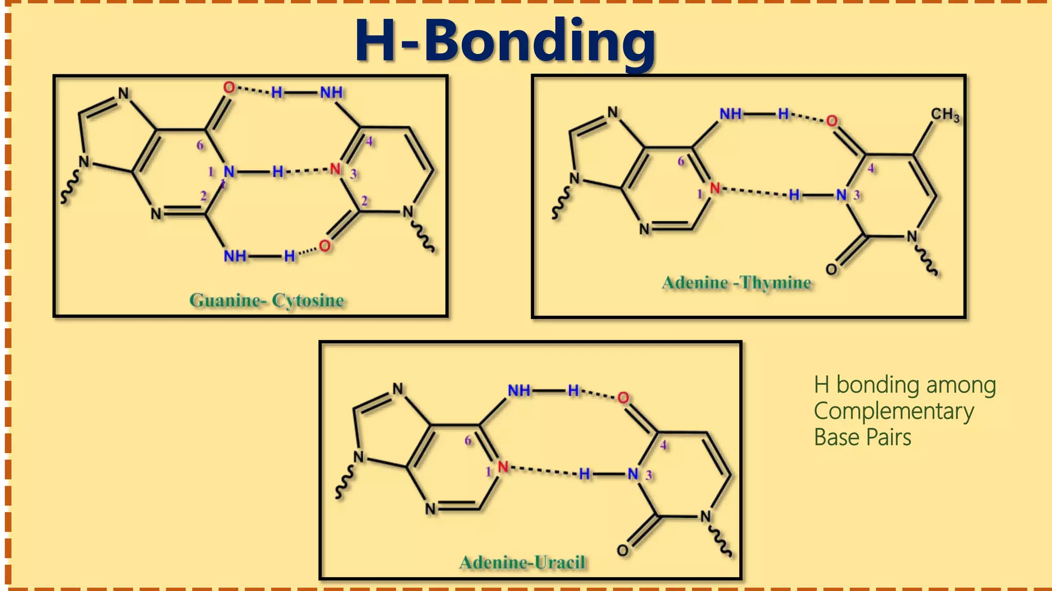H-Bonding
H bonding among
Complementary
Base Pairs
 