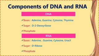 Components of DNA and RNA
RNA
DNA
Bases : Adenine, Guanine, Cytosine, Thymine
Sugar : D-2-Deoxyribose
Phosphate
Bases : Adenine , Guanine, Cytosine, Uracil
Sugar : D-Ribose
Phosphate
 