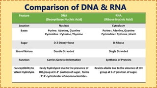 Comparison of DNA & RNA
Feature DNA
(Deoxyribose Nucleic Acid)
RNA
(Ribose Nucleic Acid)
Location Nucleus Cytoplasm
Bases Purine: Adenine, Guanine
Pyrimidine : Cytosine, Thymine
Purine : Adenine, Guanine
Pyrimidine : Cytosine ,Uracil
Sugar D-2-Deoxyribose D-Ribose
Strand Nature Double Stranded Single Stranded
Function Carries Genetic Information Synthesis of Proteins
Susceptibility to
Alkali Hydrolysis
Easily hydrolyzed due to the presence of
OH group at C-2’ position of sugar, forms
2',3'-cyclicdiester of mononucleotides.
Resists alkalis due to the absence of OH
group at C-2’ position of sugar.
 