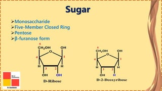 Sugar
Monosaccharide
Five-Member Closed Ring
Pentose
β-furanose form
 