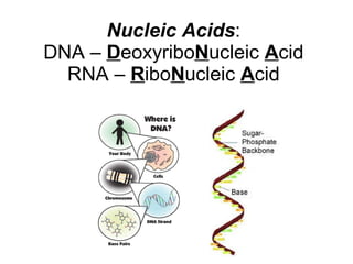 Nucleic Acids : DNA –  D eoxyribo N ucleic  A cid RNA –  R ibo N ucleic  A cid 