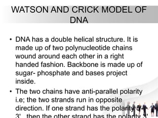• DNA has a double helical structure. It is
made up of two polynucleotide chains
wound around each other in a right
handed fashion. Backbone is made up of
sugar- phosphate and bases project
inside.
• The two chains have anti-parallel polarity
i.e; the two strands run in opposite
direction. If one strand has the polarity 5'->
WATSON AND CRICK MODEL OF
DNA
 