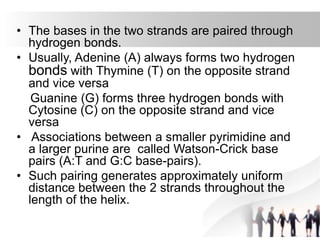 • The bases in the two strands are paired through
hydrogen bonds.
• Usually, Adenine (A) always forms two hydrogen
bonds with Thymine (T) on the opposite strand
and vice versa
Guanine (G) forms three hydrogen bonds with
Cytosine (C) on the opposite strand and vice
versa
• Associations between a smaller pyrimidine and
a larger purine are called Watson-Crick base
pairs (A:T and G:C base-pairs).
• Such pairing generates approximately uniform
distance between the 2 strands throughout the
length of the helix.
 