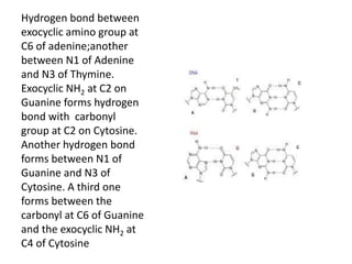 Hydrogen bond between
exocyclic amino group at
C6 of adenine;another
between N1 of Adenine
and N3 of Thymine.
Exocyclic NH2 at C2 on
Guanine forms hydrogen
bond with carbonyl
group at C2 on Cytosine.
Another hydrogen bond
forms between N1 of
Guanine and N3 of
Cytosine. A third one
forms between the
carbonyl at C6 of Guanine
and the exocyclic NH2 at
C4 of Cytosine
 
