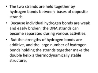 • The two strands are held together by
hydrogen bonds between bases of opposite
strands.
• Because individual hydrogen bonds are weak
and easily broken, the DNA strands can
become separated during various activities.
• But the strengths of hydrogen bonds are
additive, and the large number of hydrogen
bonds holding the strands together make the
double helix a thermodynamically stable
structure.
 