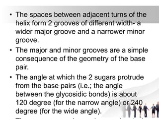 • The spaces between adjacent turns of the
helix form 2 grooves of different width- a
wider major groove and a narrower minor
groove.
• The major and minor grooves are a simple
consequence of the geometry of the base
pair.
• The angle at which the 2 sugars protrude
from the base pairs (i.e.; the angle
between the glycosidic bonds) is about
120 degree (for the narrow angle) or 240
degree (for the wide angle).
 