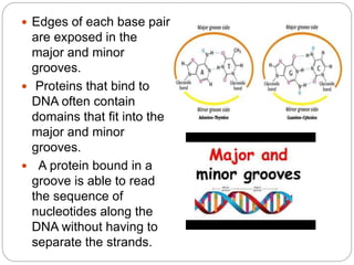  Edges of each base pair
are exposed in the
major and minor
grooves.
 Proteins that bind to
DNA often contain
domains that fit into the
major and minor
grooves.
 A protein bound in a
groove is able to read
the sequence of
nucleotides along the
DNA without having to
separate the strands.
 