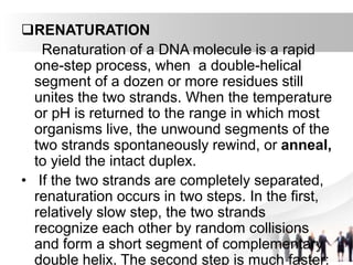 RENATURATION
Renaturation of a DNA molecule is a rapid
one-step process, when a double-helical
segment of a dozen or more residues still
unites the two strands. When the temperature
or pH is returned to the range in which most
organisms live, the unwound segments of the
two strands spontaneously rewind, or anneal,
to yield the intact duplex.
• If the two strands are completely separated,
renaturation occurs in two steps. In the first,
relatively slow step, the two strands
recognize each other by random collisions
and form a short segment of complementary
double helix. The second step is much faster:
 