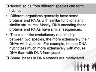 Nucleic acids from different species can form
hybrids
• Different organisms generally have some
proteins and RNAs with similar functions and
similar structures. Mostly, DNA encoding these
proteins and RNAs have similar sequences.
• The closer the evolutionary relationship
between two species, the more extensively their
DNAs will hybridize. For example, human DNA
hybridizes much more extensively with mouse
DNA than with DNA from yeast.
 Some bases in DNA strands are methylated.
 