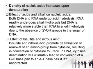 • Density of nucleic acids increases upon
denaturation
Effect of acids and alkali on nucleic acids:
Both DNA and RNA undergo acid hydrolysis. RNA
readily undergoes alkali hydrolysis but DNA is
relatively more stable than RNA to alkali hydrolysis
due to the absence of 2'-OH groups in the sugar of
DNA.
 Effect of bisulfite and nitrous acid:
Bisulfite and nitrous acid promote deamination or
removal of an amino group from cytosine, resulting
in conversion of cytosine to uracil. In DNA, cytosine
deamination will ultimately lead to conversion of a
G-C base pair to an A-T base pair if left
uncorrected.
 