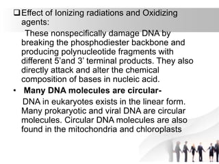 Effect of Ionizing radiations and Oxidizing
agents:
These nonspecifically damage DNA by
breaking the phosphodiester backbone and
producing polynucleotide fragments with
different 5’and 3’ terminal products. They also
directly attack and alter the chemical
composition of bases in nucleic acid.
• Many DNA molecules are circular-
DNA in eukaryotes exists in the linear form.
Many prokaryotic and viral DNA are circular
molecules. Circular DNA molecules are also
found in the mitochondria and chloroplasts
 