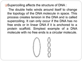 Supercoiling affects the structure of DNA :
The double helix winds around itself to change
the topology of the DNA molecule in space. This
process creates tension in the DNA and is called
supercoiling. It can only occur if the DNA has no
free ends or in linear DNA if it is anchored to a
protein scaffold. Simplest example of a DNA
molecule with no free ends is a circular molecule.
 