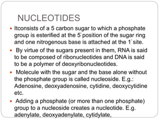 NUCLEOTIDES
 Itconsists of a 5 carbon sugar to which a phosphate
group is esterified at the 5' position of the sugar ring
and one nitrogenous base is attached at the 1' site.
 By virtue of the sugars present in them, RNA is said
to be composed of ribonucleotides and DNA is said
to be a polymer of deoxyribonucleotides.
 Molecule with the sugar and the base alone without
the phosphate group is called nucleoside. E.g.:
Adenosine, deoxyadenosine, cytidine, deoxycytidine
etc.
 Adding a phosphate (or more than one phosphate)
group to a nucleoside creates a nucleotide. E.g.
adenylate, deoxyadenylate, cytidylate,
 