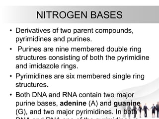 • Derivatives of two parent compounds,
pyrimidines and purines.
• Purines are nine membered double ring
structures consisting of both the pyrimidine
and imidazole rings.
• Pyrimidines are six membered single ring
structures.
• Both DNA and RNA contain two major
purine bases, adenine (A) and guanine
(G), and two major pyrimidines. In both
NITROGEN BASES
 