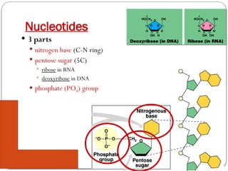 AP Biology
Nucleotides
 3 parts
 nitrogen base (C-N ring)
 pentose sugar (5C)
 ribose in RNA
 deoxyribose in DNA
 phosphate (PO4) group
 