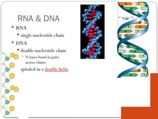 AP Biology
RNA & DNA
 RNA
 single nucleotide chain
 DNA
 double nucleotide chain
 N bases bond in pairs
across chains
 spiraled in a double helix
 