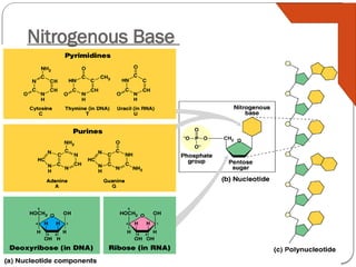 AP Biology
Nitrogenous Base
 