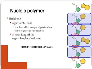 AP Biology
Nucleic polymer
 Backbone
 sugar to PO4 bond
 new base added to sugar of previous base
 polymer grows in one direction
 N bases hang off the
sugar-phosphate backbone
PHOSPHODIESTER LINKAGE
 