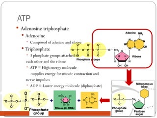 AP Biology
ATP
 Adenosine triphosphate
 Adenosine
 Composed of adenine and ribose
 Triphosphate
 3 phosphate groups attached to
each other and the ribose
 ATP = High energy molecule
-supplies energy for muscle contraction and
nerve impulses
 ADP = Lower energy molecule (diphosphate)
+
+
 