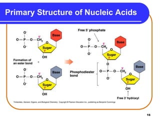 16
Primary Structure of Nucleic Acids
 