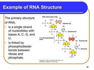 18
Example of RNA Structure
The primary structure
of RNA,
• is a single strand
of nucleotides with
bases A, C, G, and
U.
• is linked by
phosophodiester
bonds between
ribose and
phosphate.
Copyright © 2005 by Pearson Education, Inc.
Publishing as Benjamin Cummings
 