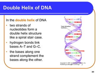 23
Double Helix of DNA
In the double helix of DNA
• two strands of
nucleotides form a
double helix structure
like a spiral stair case.
• hydrogen bonds link
bases A–T and G–C.
• the bases along one
strand complement the
bases along the other.
Copyright © 2005 by Pearson Education, Inc.
Publishing as Benjamin Cummings
 