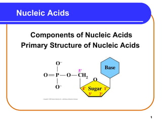 1
Nucleic Acids
Components of Nucleic Acids
Primary Structure of Nucleic Acids
 