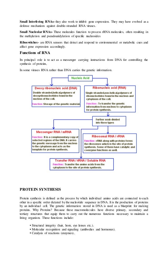 the sites of protien synthesis