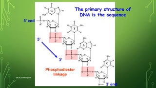 The primary structure of
DNA is the sequence
5’ end
3’ end
5’
3’
Phosphodiester
linkage
DR.N.SIVARANJANI
 