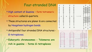 Four-stranded DNA
• High content of Guanine – form tetrameric
structure called G-quartets.
• These structures are planar &...