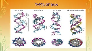 TYPES OF DNA
DR.N.SIVARANJANI
 