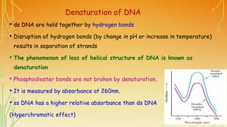 Denaturation of DNA
• ds DNA are held together by hydrogen bonds
• Disruption of hydrogen bonds (by change in pH or increa...
