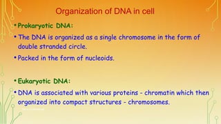Organization of DNA in cell
• Prokaryotic DNA:
• The DNA is organized as a single chromosome in the form of
double strande...