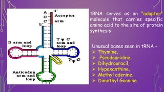 Unusual bases seen in tRNA –
 Thymine,
 Pseudouridine,
 Dihydrouracil,
 Hypoxanthine,
 Methyl adenine,
 Dimethyl Gua...