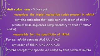 • Anti codon arm – 5 base pair
recognizes the triplet nucleotide codon present in mRNA
contains anticodon that base pair w...