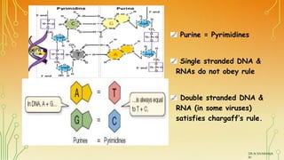 Purine = Pyrimidines
Single stranded DNA &
RNAs do not obey rule
Double stranded DNA &
RNA (in some viruses)
satisfies cha...