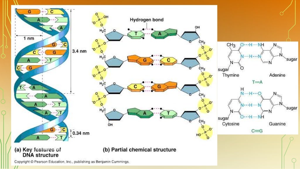 Nucleic acid structure