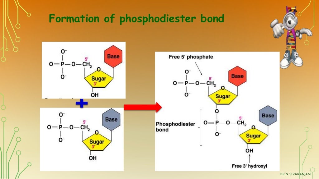 download free nucleic acid structure