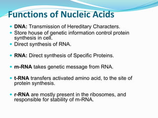 Functions of Nucleic Acids
 DNA: Transmission of Hereditary Characters.
 Store house of genetic information control protein
synthesis in cell.
 Direct synthesis of RNA.
 RNA: Direct synthesis of Specific Proteins.
 m-RNA takes genetic message from RNA.
 t-RNA transfers activated amino acid, to the site of
protein synthesis.
 r-RNA are mostly present in the ribosomes, and
responsible for stability of m-RNA.
 